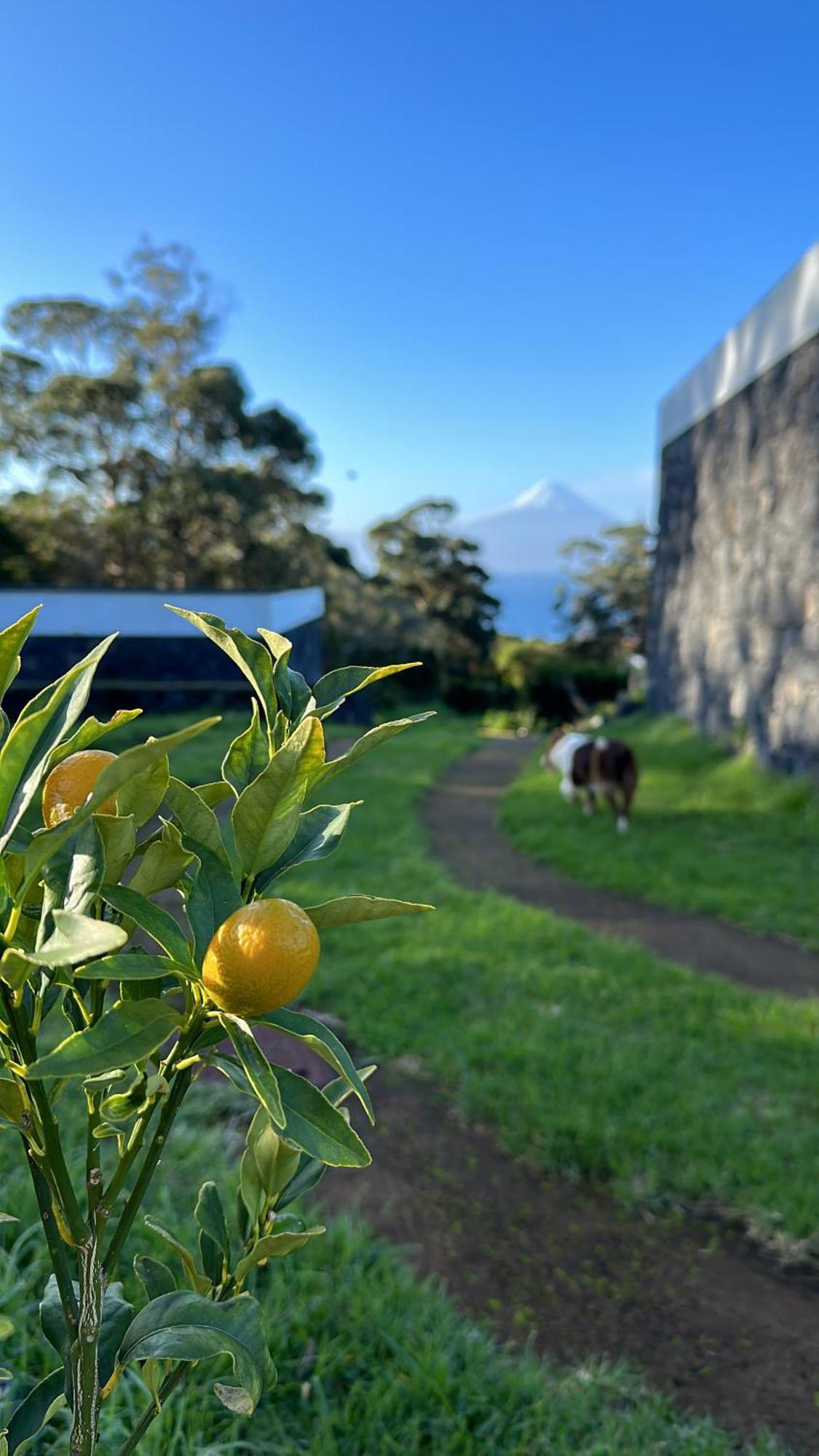 Villa Make It Happen Farm Urzelina Exterior foto